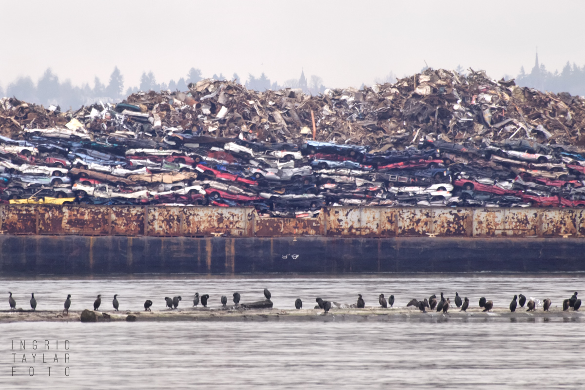 Cormorants watching scrap metal barge in Tacoma