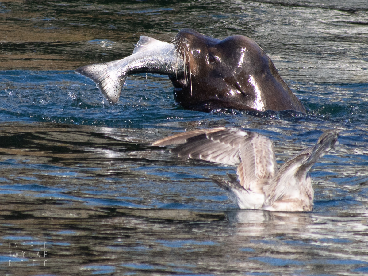 Sea Lion Eating Salmon