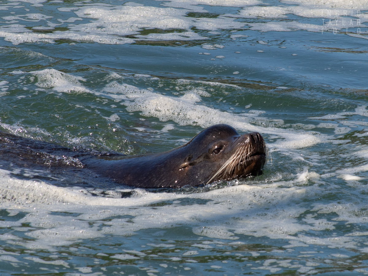 Sea Lion swimming at Ballard Locks in Seattle