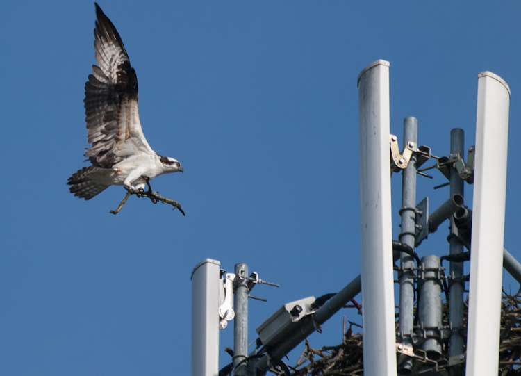 Osprey at Burien nest