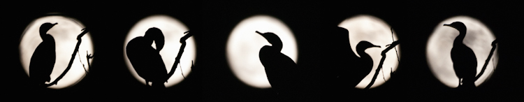 Cormorant silhouettes against full moon in Seattle