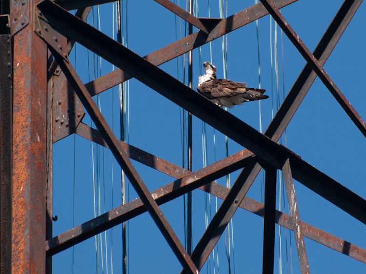 Osprey in railroad bridge at Ballard Locks Seattle
