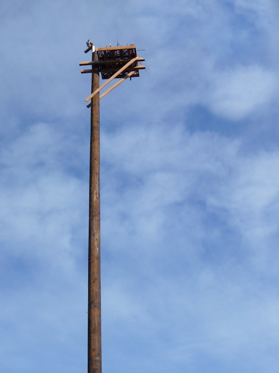 Osprey nesting platform in Commodore Park Seattle