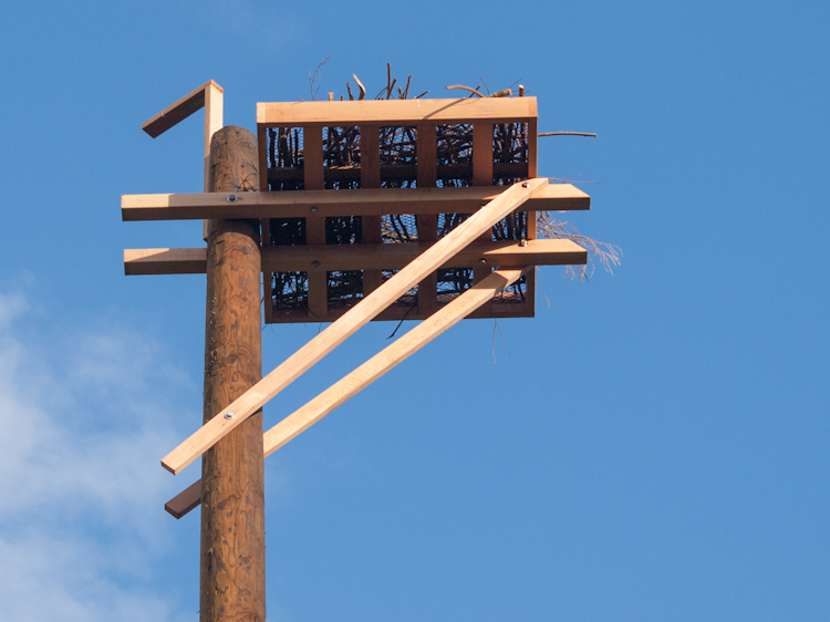 Osprey nesting platform in Magnolia Seattle