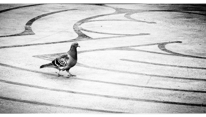 Pigeon walking labyrinth in Seattle