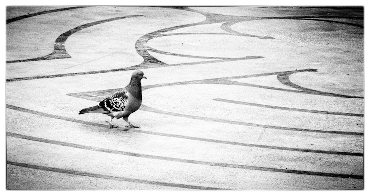 Pigeon walking labyrinth in Seattle
