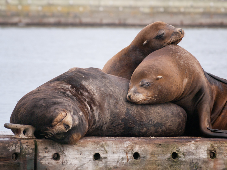 California Sea Lions at Westport Washington