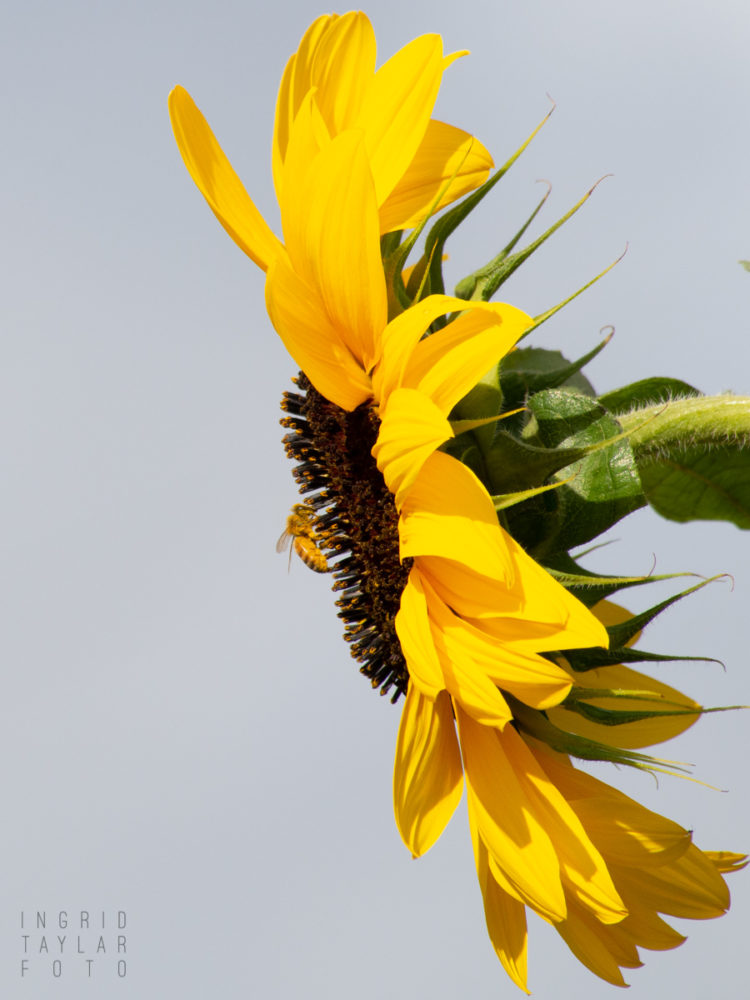 Bee on Sunflower