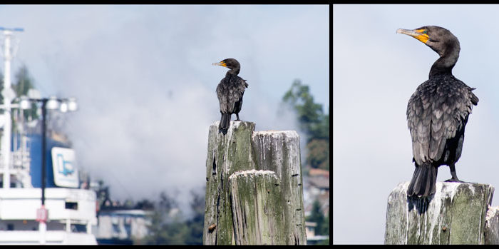 Double-crested cormorant in Elliot Bay Seattle