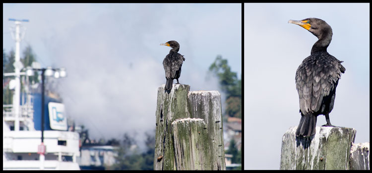 Double-crested cormorant in Elliot Bay Seattle