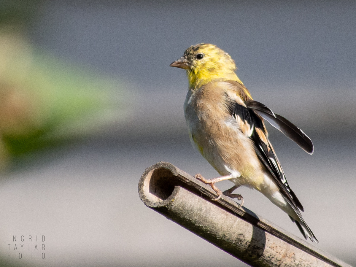 Goldfinch in Interbay Seattle P Patch