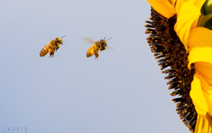 Honeybees Flying to Sunflower