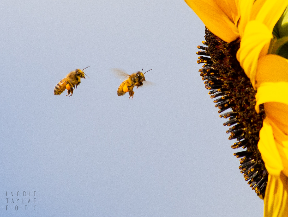Honeybees Flying to Sunflower