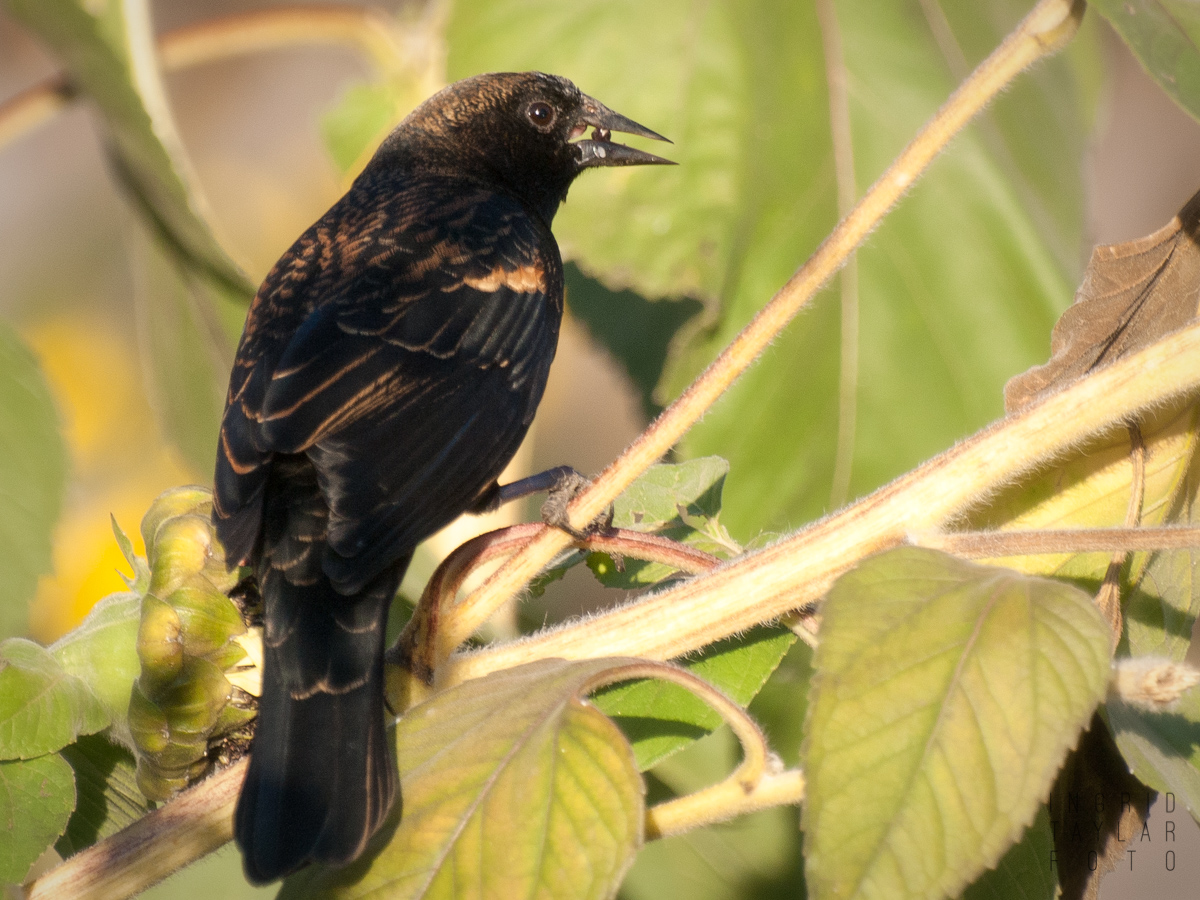Red-winged Blackbird eating seeds