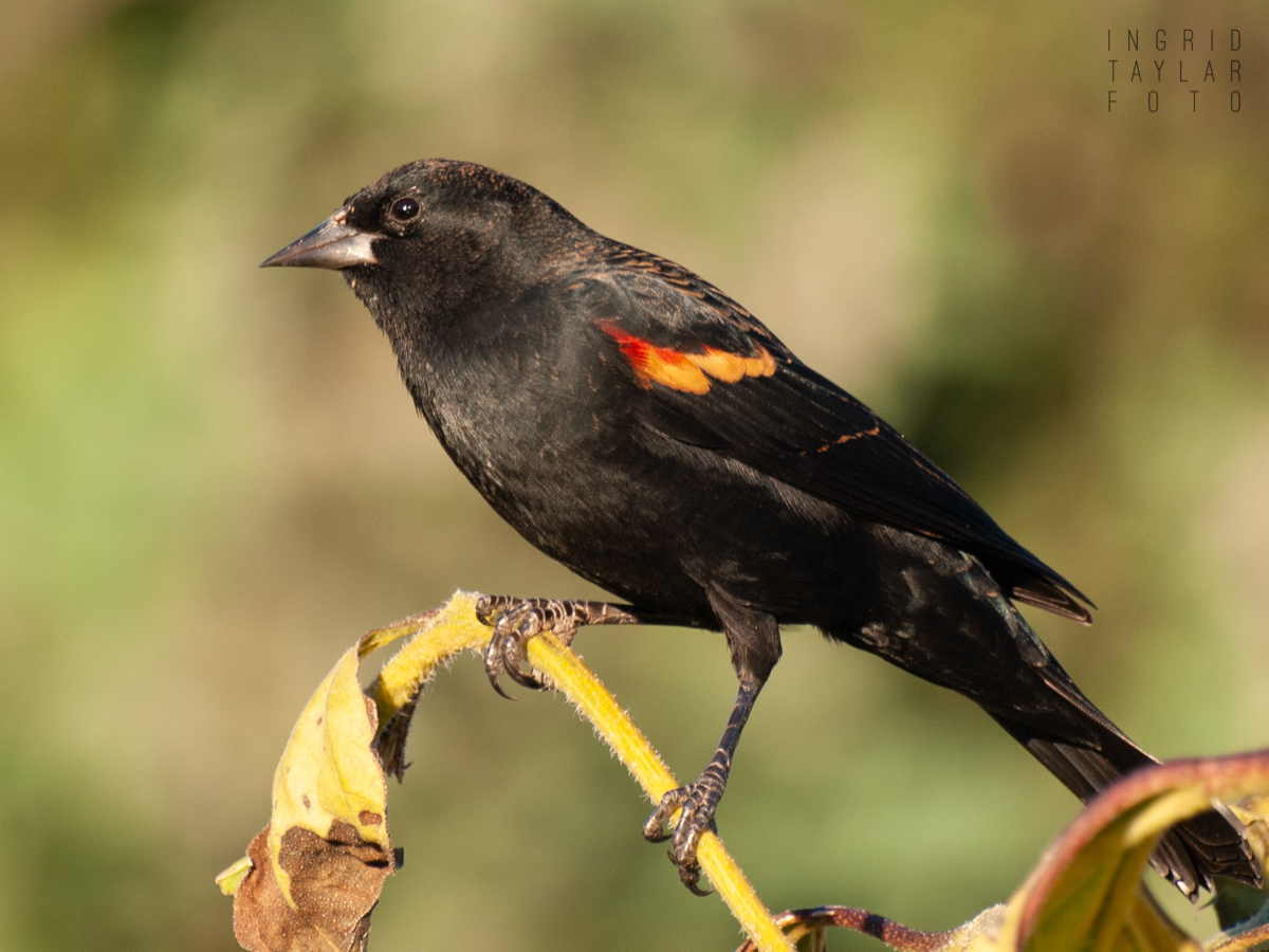 Red-winged Blackbird on sunflower stalks