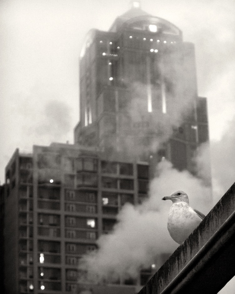 Gull Posed Against Seattle Steam