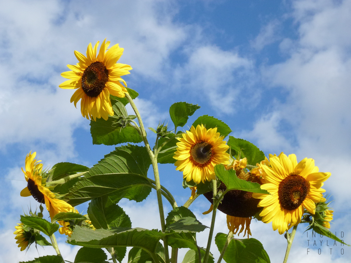 Sunflowers in Seattle P-Patch