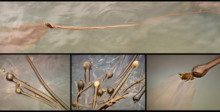 Bull Kelp Collage in Metallic