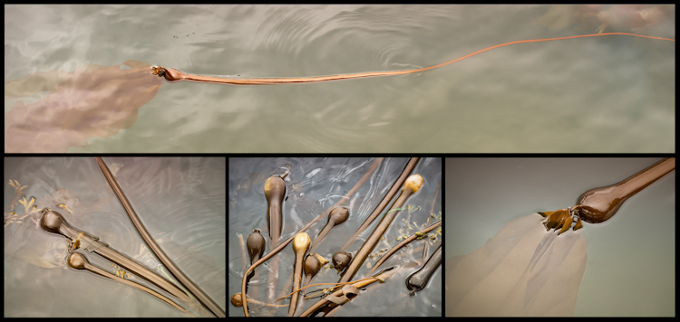 Bull Kelp Collage in Metallic