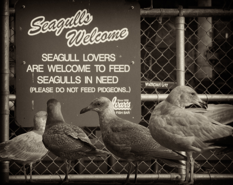 Ivars Seagulls Welcome Sign in Seattle