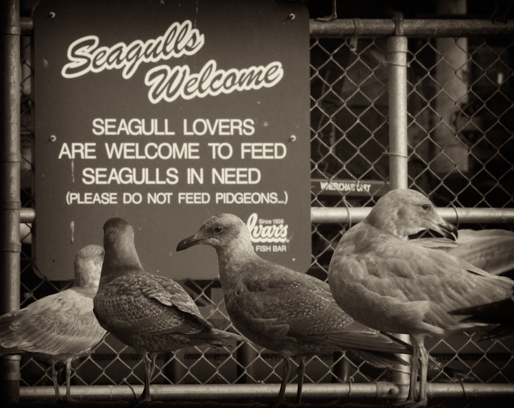 Ivars Seagulls Welcome Sign in Seattle