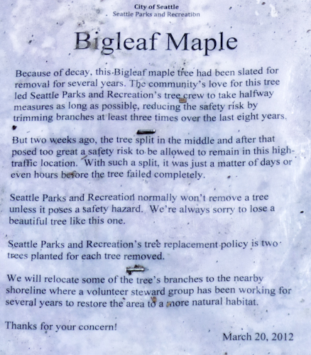 Bigleaf Maple Sign at Greenlake in Seattle