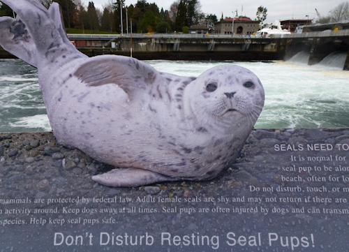 Seal Protection sign at Ballard Locks in Seattle