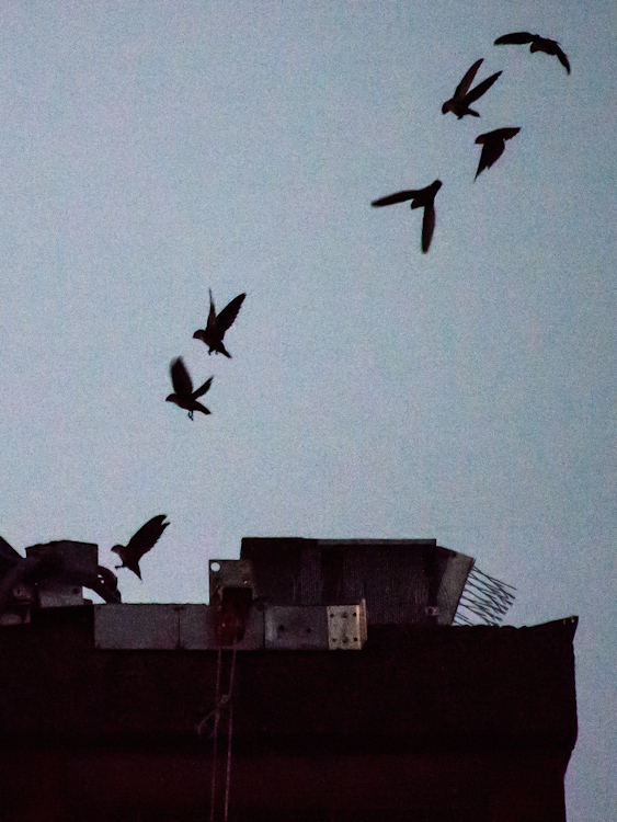 Vaux's Swifts in Monroe Washington