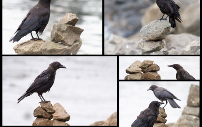 Crows Perched on Cairns in Seattle