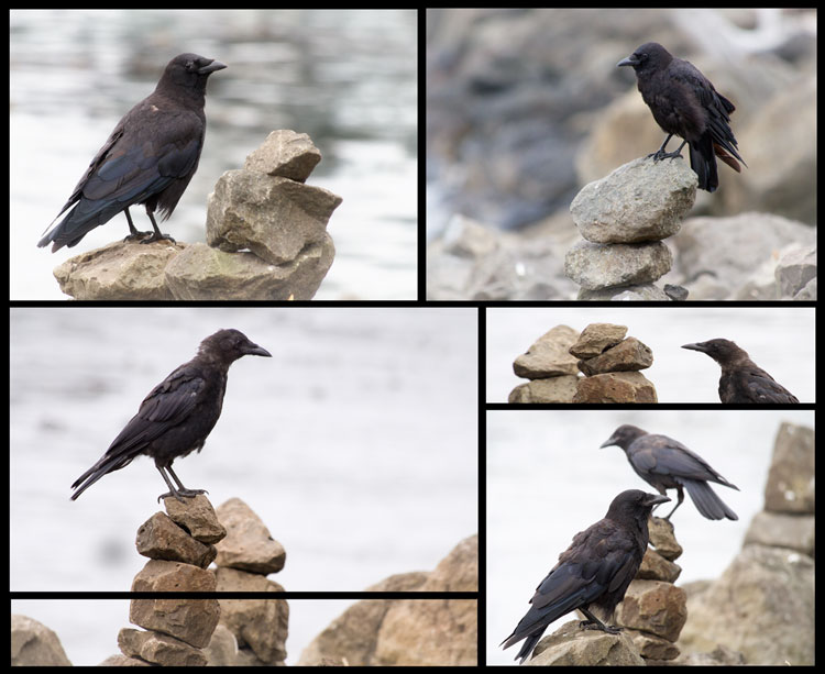 Crows Perched on Cairns