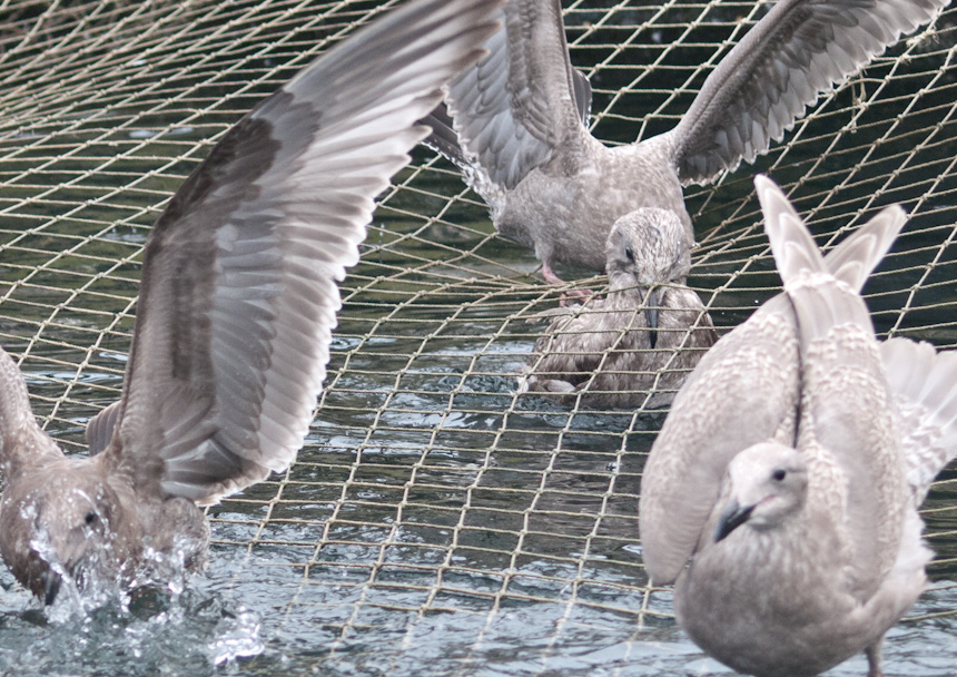 Gull Trapped in Fishing Net