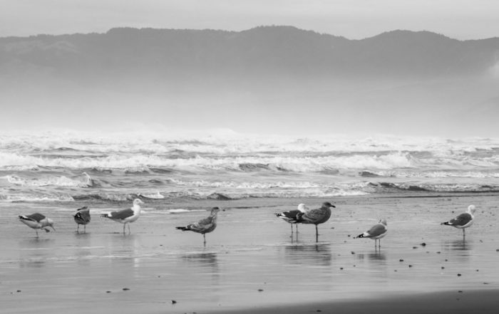 Gulls on Beach in Storm