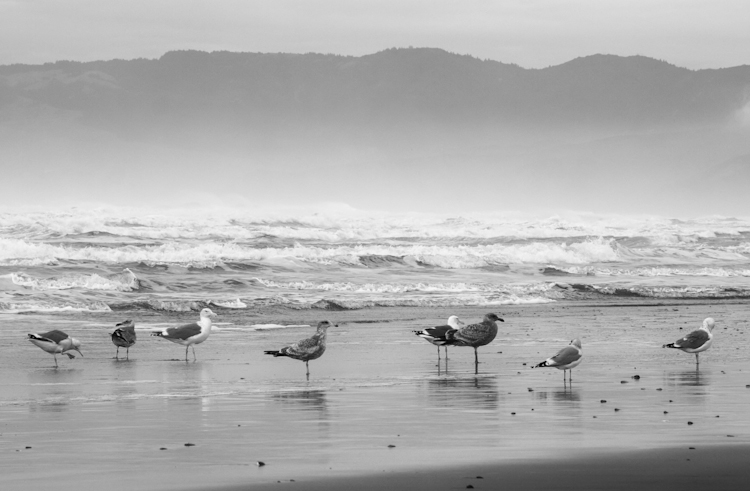 Gulls on Beach in Storm