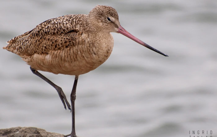 Marbled Godwit Standing on One Leg