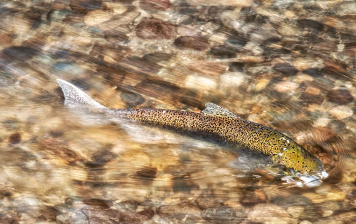 Spawning Sockeye Salmon in Issaquah