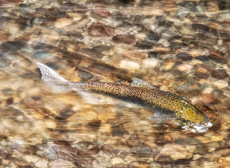 Spawning Sockeye Salmon in Issaquah