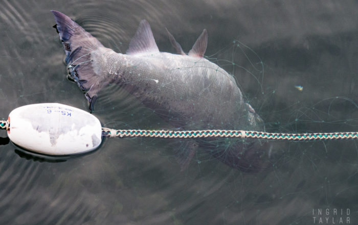 Salmon Caught in Gill Net in Seattle