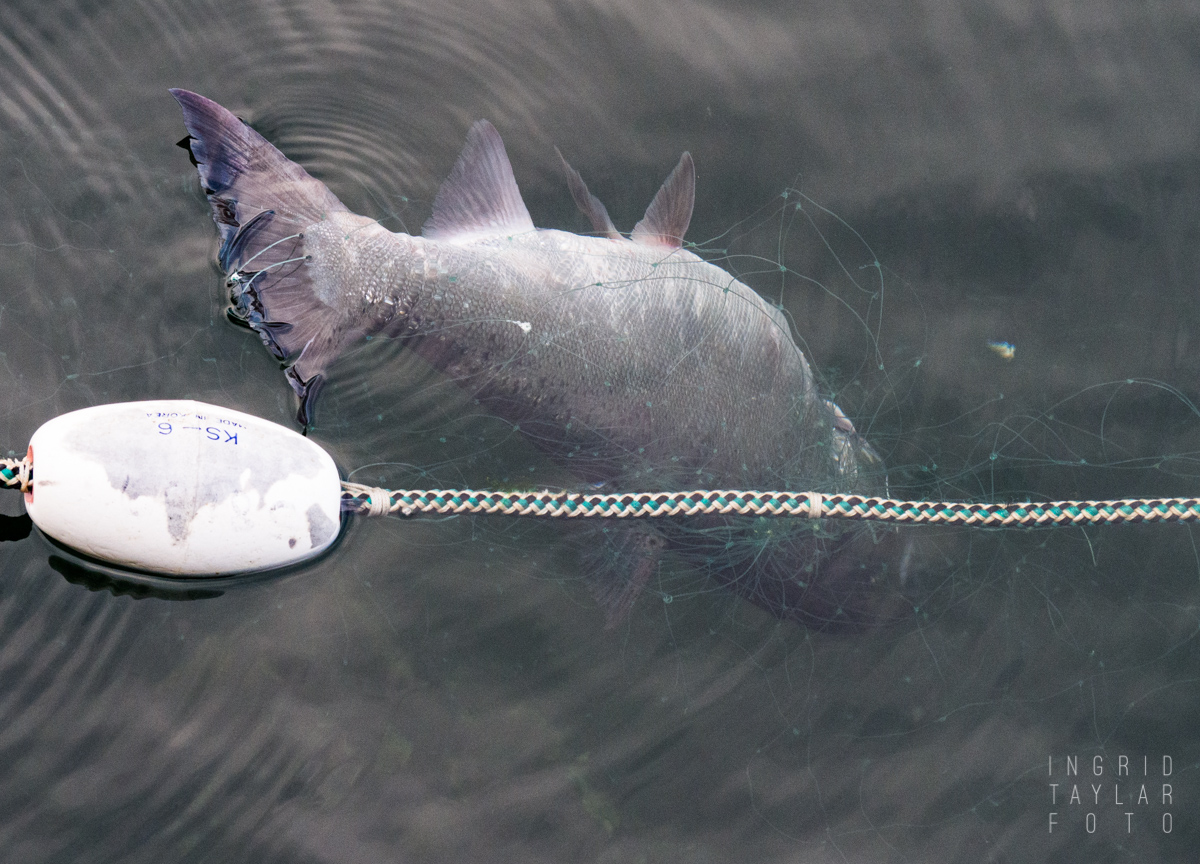 Salmon Caught in Gill Net in Seattle
