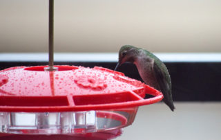Anna's Hummingbird on Feeder