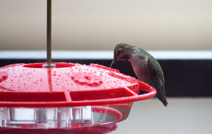 Anna's Hummingbird on Feeder