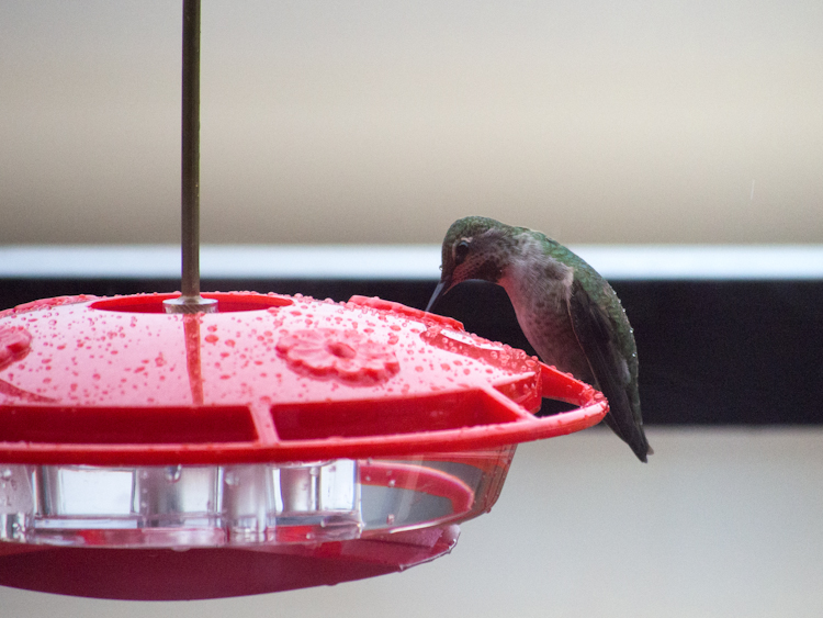 Anna's Hummingbird on Feeder