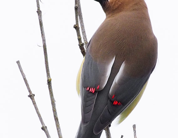 Cedar Waxwing on Branch