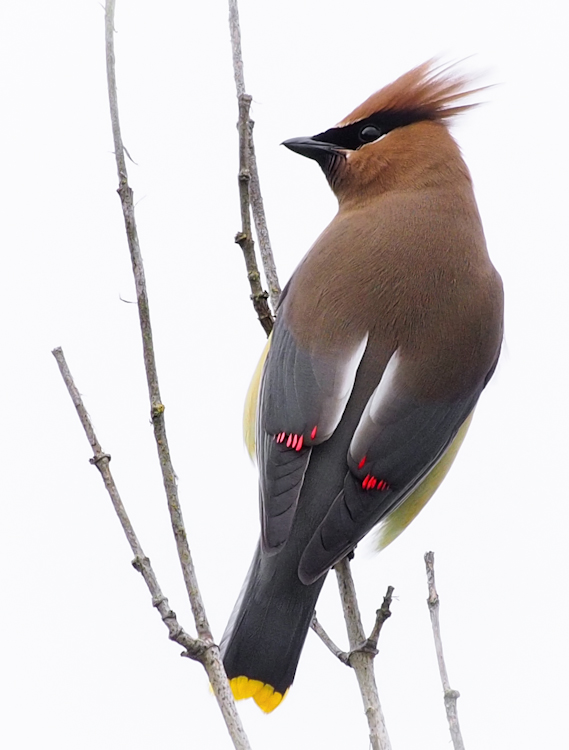 Cedar Waxwing on Branch