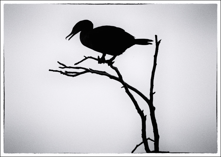 Cormorant in Silhouette