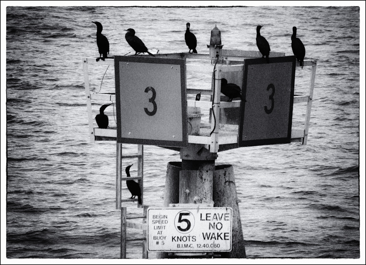 Cormorants on Buoy