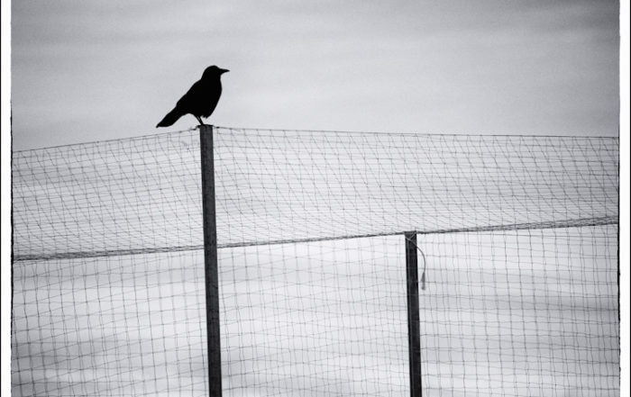 Crow Silhouette on Fencing