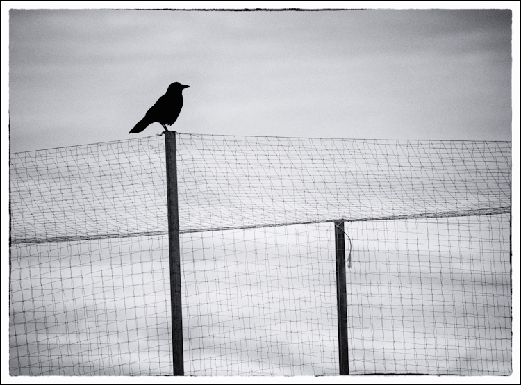 Crow Silhouette on Fencing