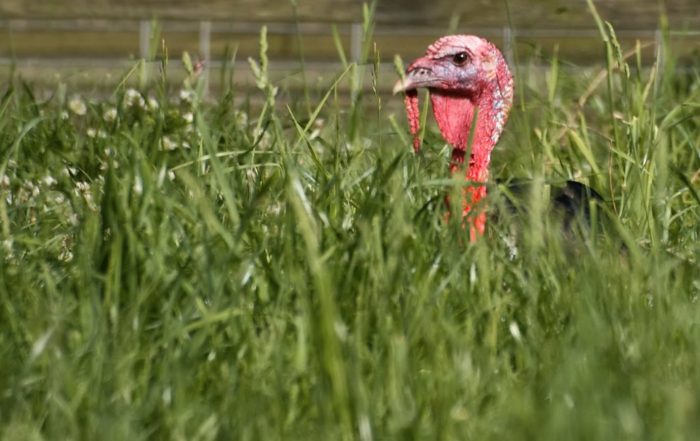 Wild Turkey in Grass