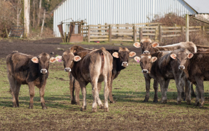 Livestock and climate change