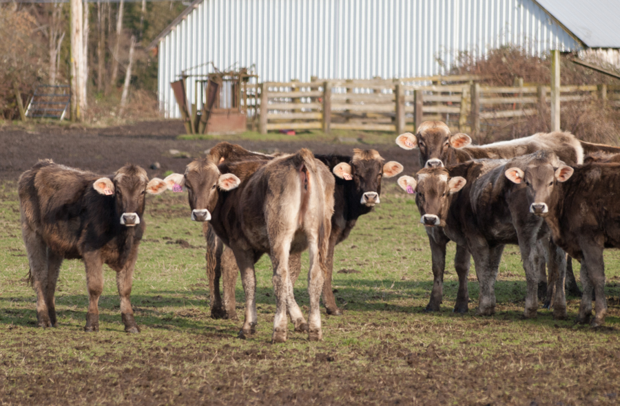 Livestock and climate change Livestock and climate change
